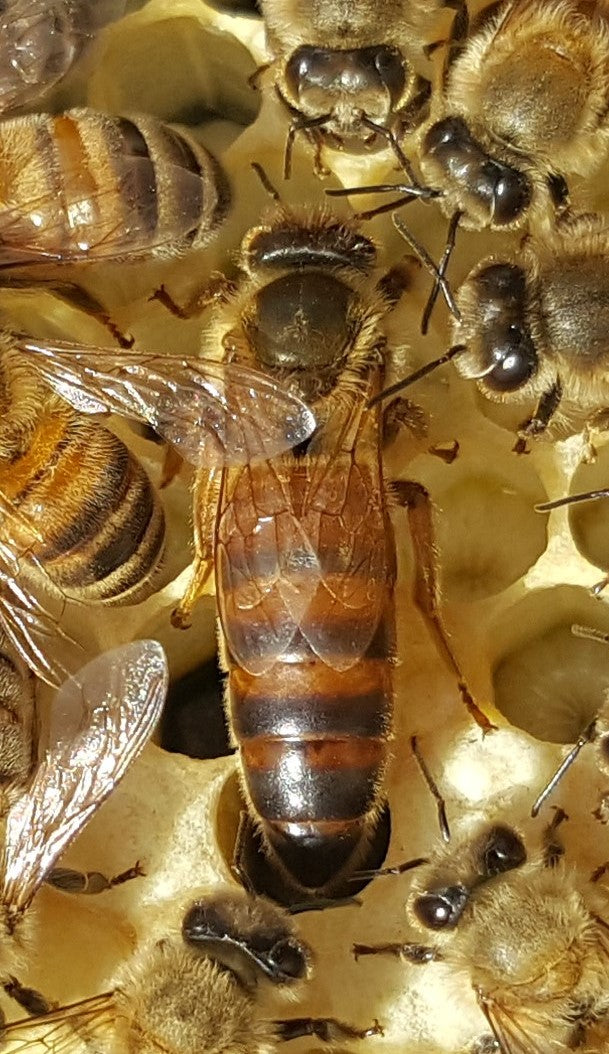 Queen bees Alberta bred premium local stock